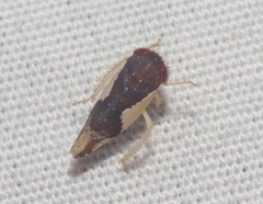 Norvellina pulchella