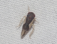 Norvellina pulchella
