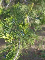Juniperus excelsa