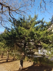 Juniperus excelsa
