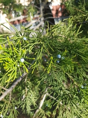 Juniperus excelsa