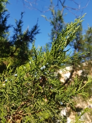 Juniperus excelsa