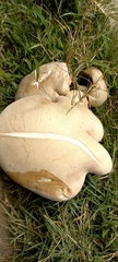 Agaricus