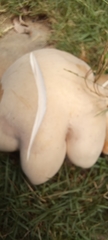 Agaricus