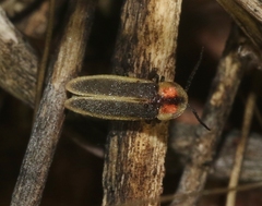 Photinus knulli