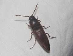 Diplostethus opacicollis