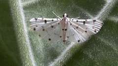 Pycnarmon cribrata