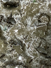 Periophthalmus modestus