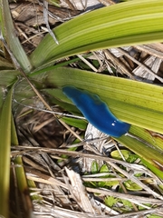 Australopacifica garveyi