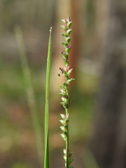 Setaria gausa