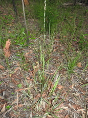 Setaria gausa