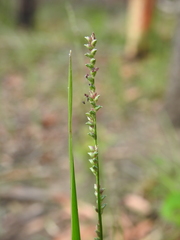 Setaria gausa