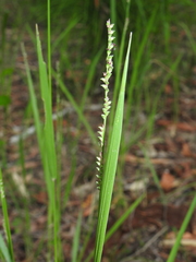 Setaria gausa