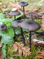 Entoloma diversum