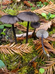 Entoloma diversum