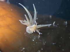 Bunodeopsis