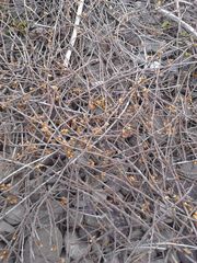 Muehlenbeckia ephedroides