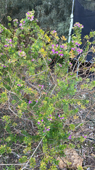 Polygala myrtifolia