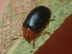 Plagiodera arizonae