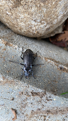 Carabus rossii