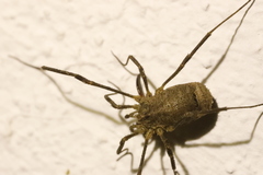 Lacinius horridus