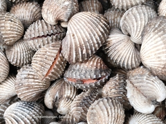 Tegillarca granosa