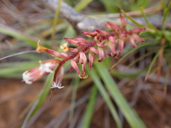 Dracophyllum balansae