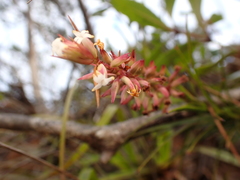 Dracophyllum balansae