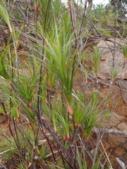 Dracophyllum balansae