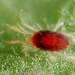Twospotted Spider Mite - Photo (c) Gilles San Martin, some rights reserved (CC BY-SA)