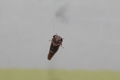 Idioscopus nitidulus