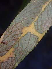Plagiodera arizonae
