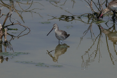 Limnodromus semipalmatus