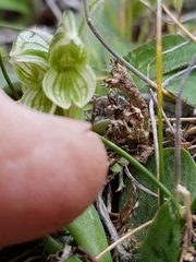 Pterostylis tanypoda