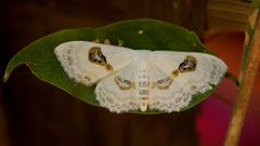 Problepsis vulgaris