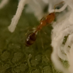 Trichomyrmex