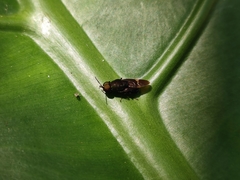 Ptilocera