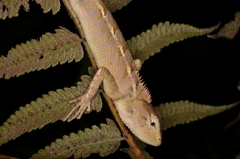 Calotes versicolor