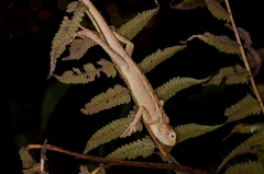 Calotes versicolor