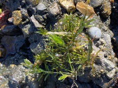 Najas guadalupensis