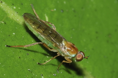 Australoberis refugians