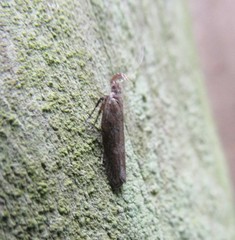 Eutorna phaulocosma