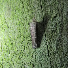 Eutorna phaulocosma