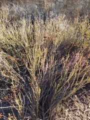Eriogonum fasciculatum