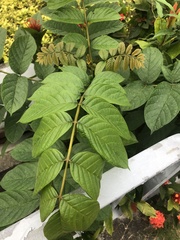 Spathodea campanulata