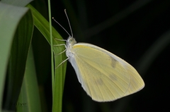 Pieris rapae
