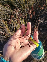 Eriogonum fasciculatum