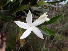 Atractocarpus heterophyllus