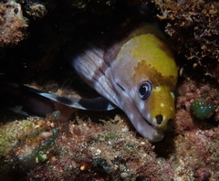 Gymnothorax rueppelliae