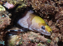 Gymnothorax rueppelliae